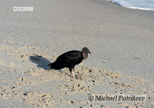 American Black Vulture (Coragyps atratus)